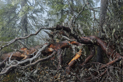 <b> Fotomuuseumi galeriis SEEK: Ritva Kovalaineni ja Sanni Seppo näitus "Põhjatuule metsad" </b>